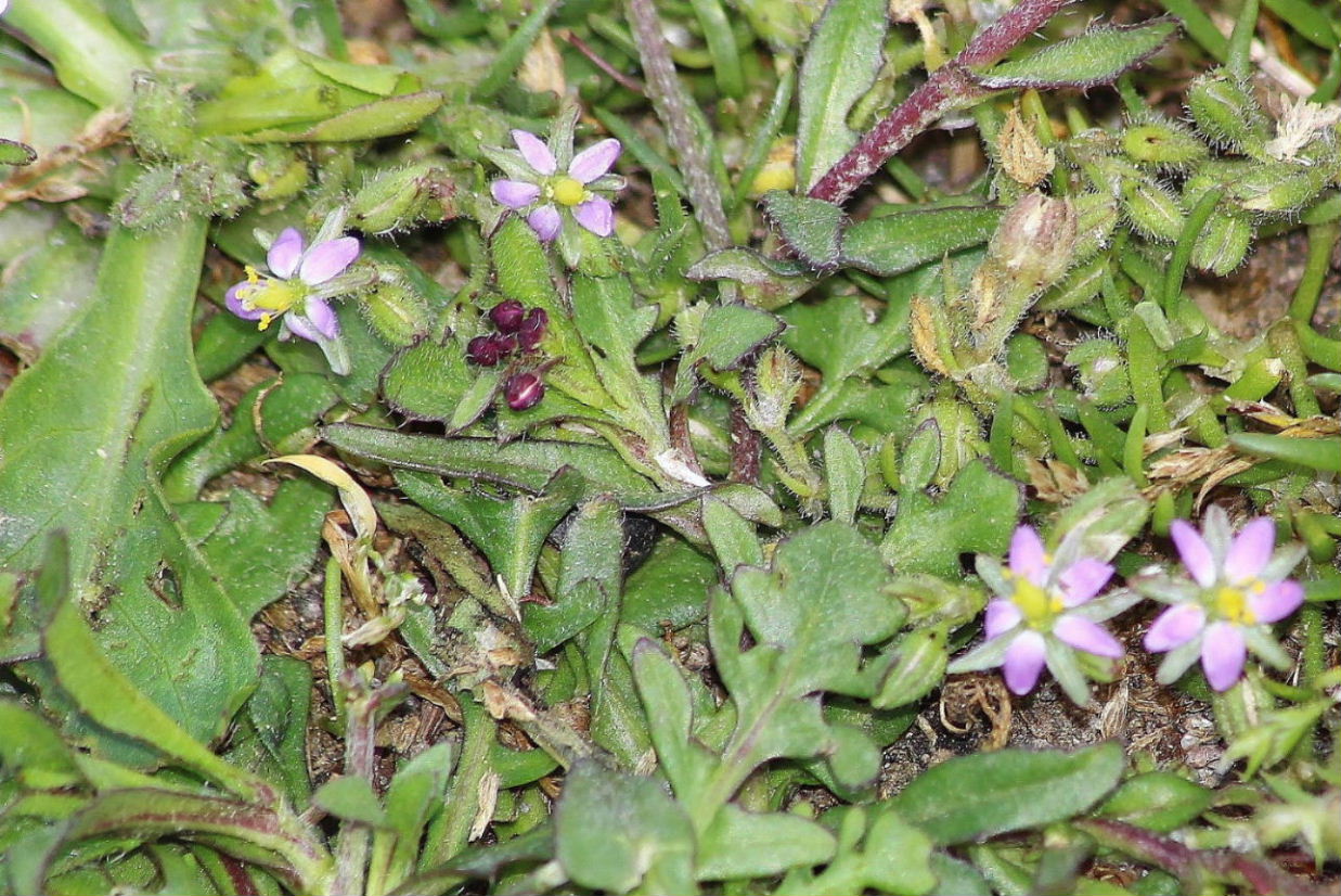 Spergularia rubra,   Caryophyllaceae